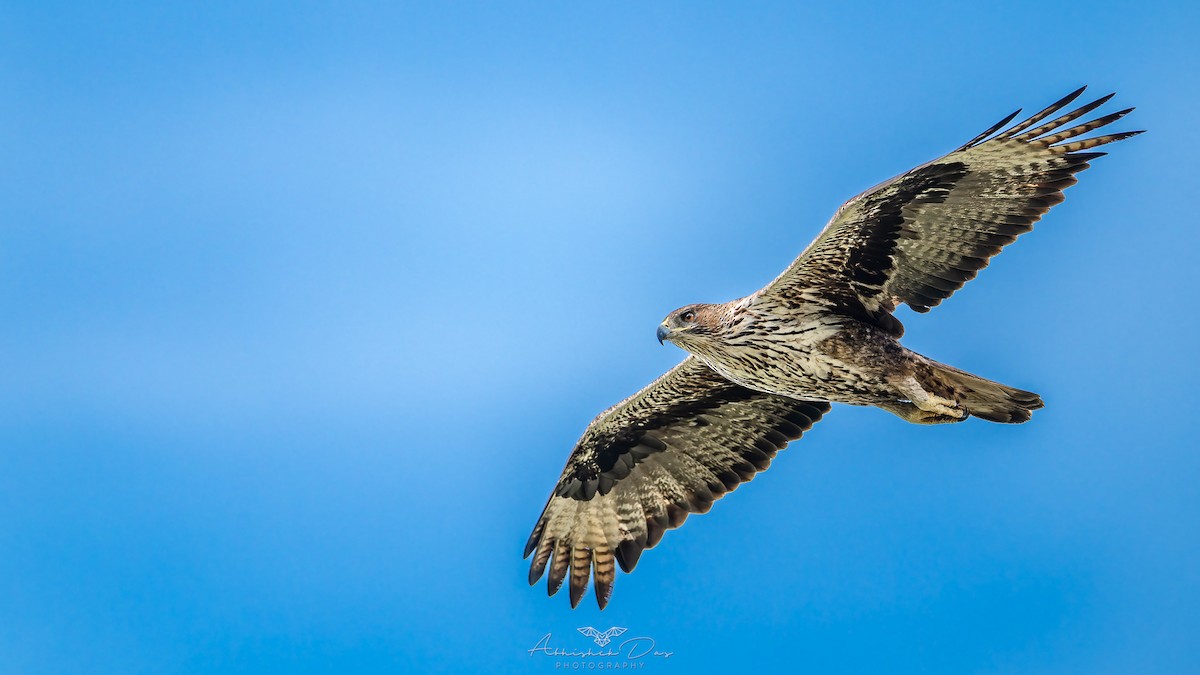 Águila Perdicera - ML623883315