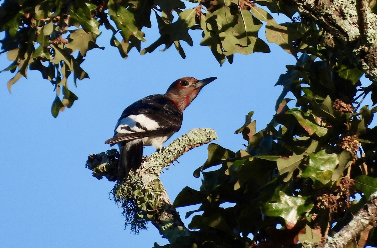 Red-headed Woodpecker - ML623883321