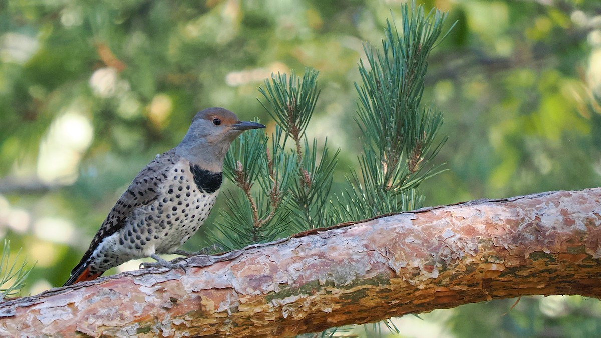 Northern Flicker - ML623883326