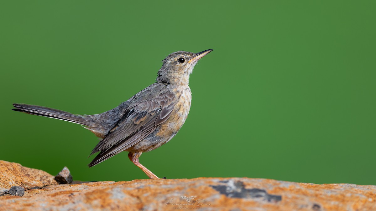 Long-billed Pipit - ML623883327