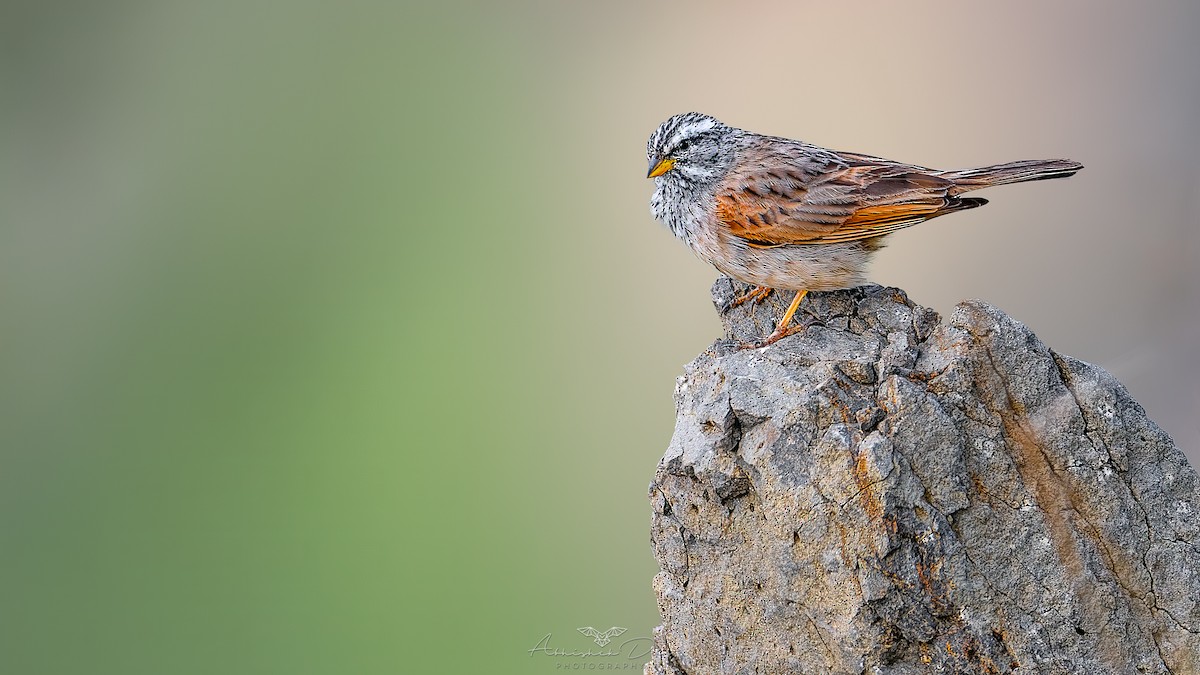 Çöl Çintesi - ML623883334