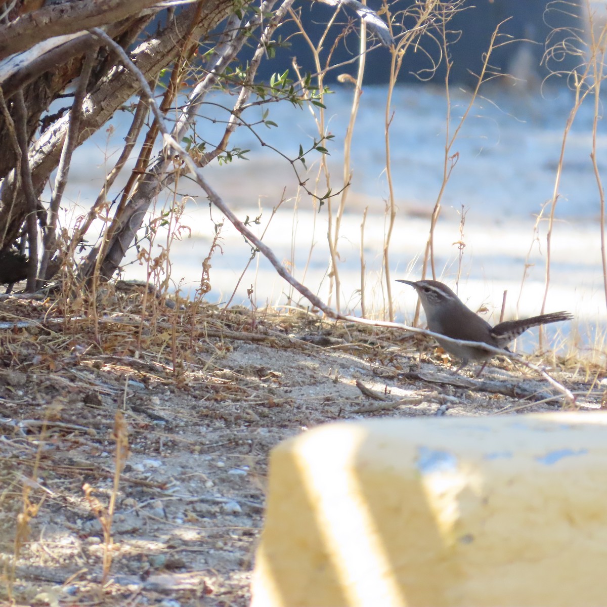 Bewick's Wren - ML623883337