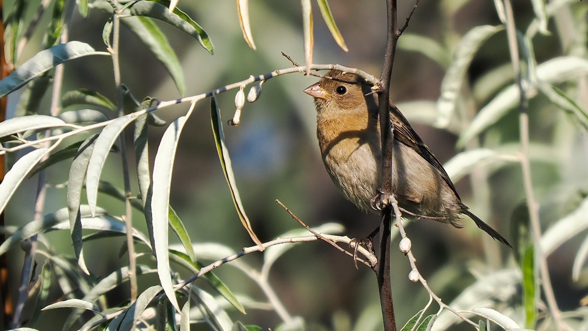 Lazuli Bunting - Scott Tuthill