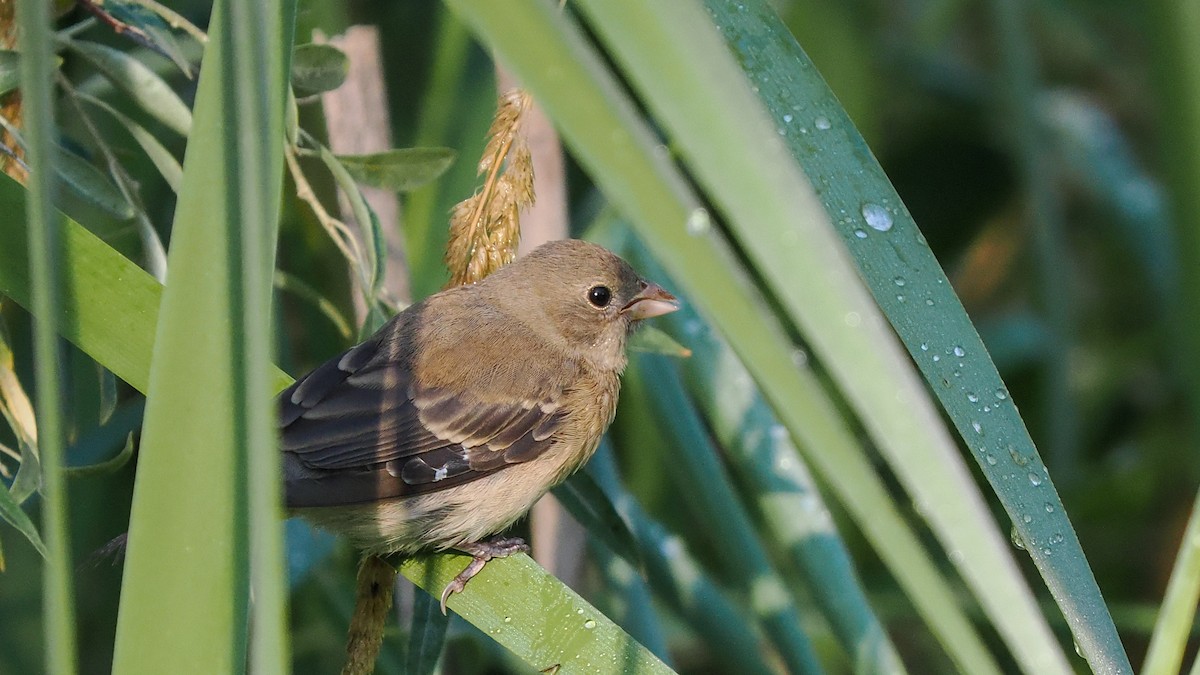 Lazuli Bunting - ML623883340