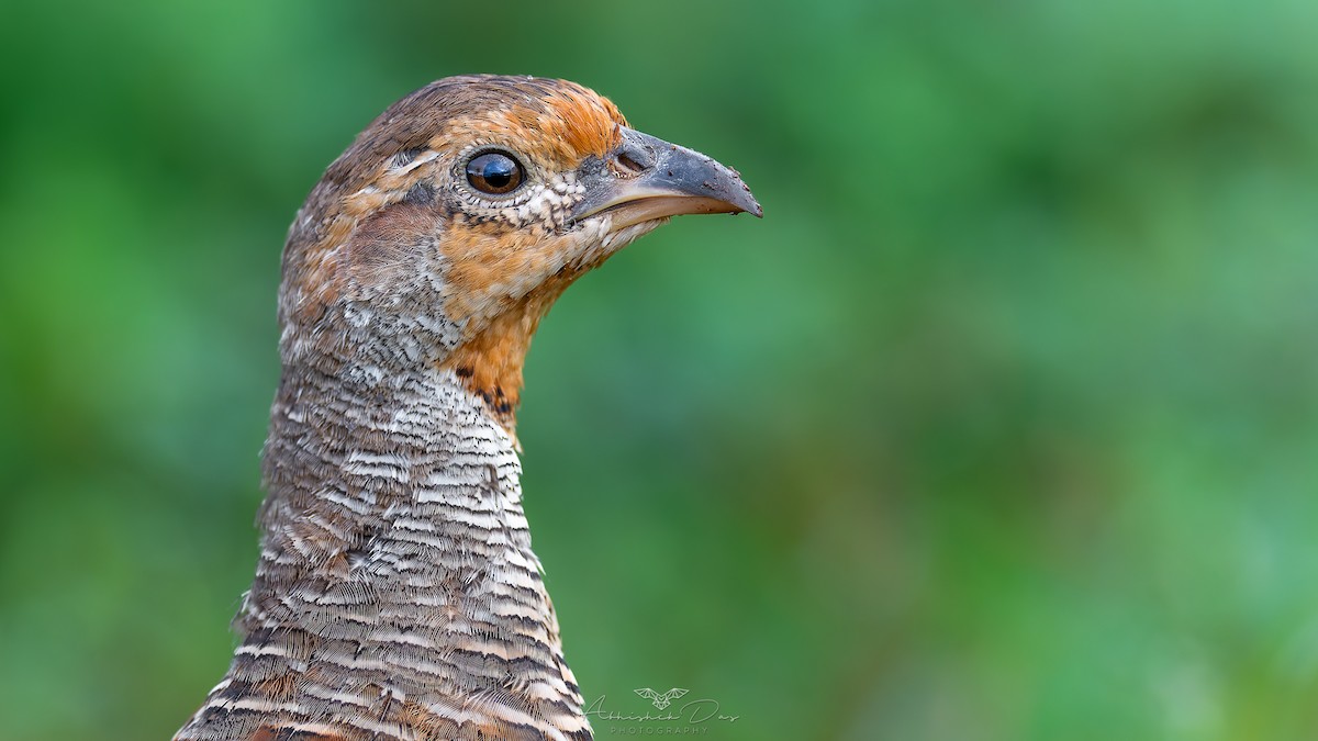 Gray Francolin - ML623883350