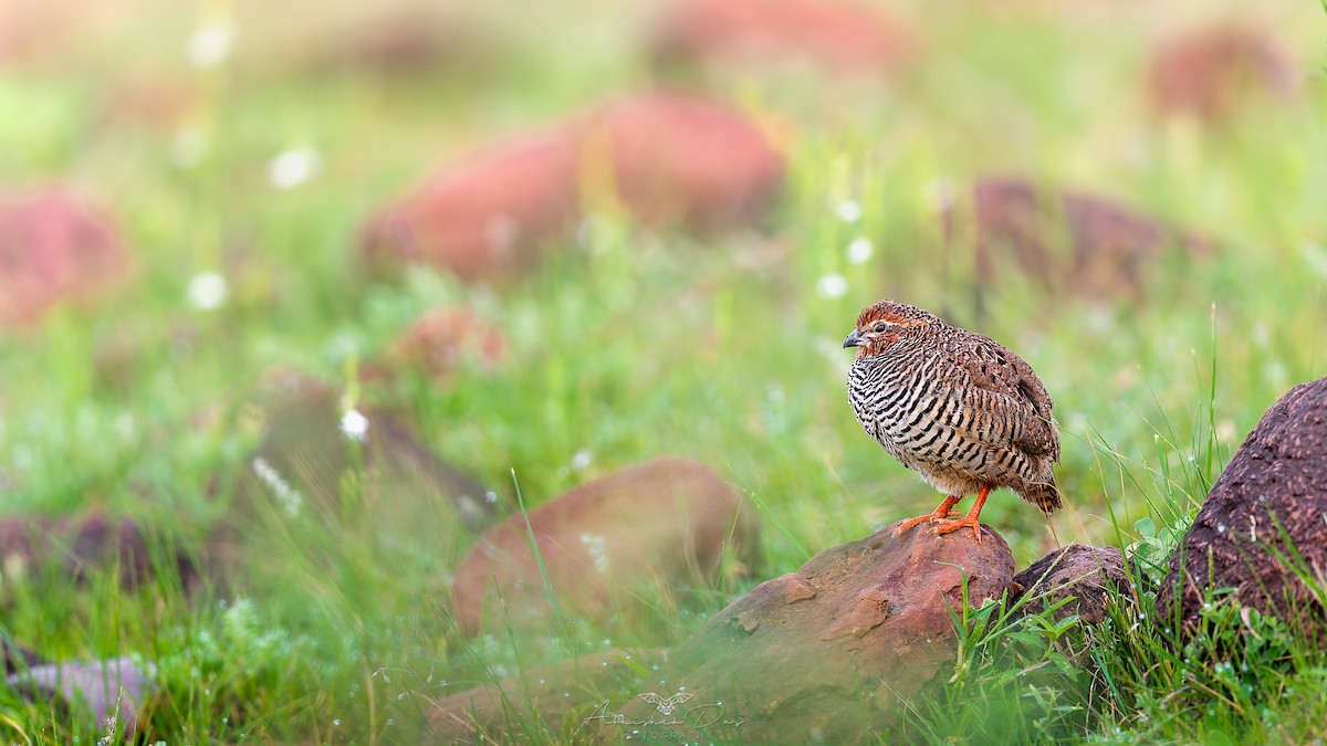 Rock Bush-Quail - ML623883352