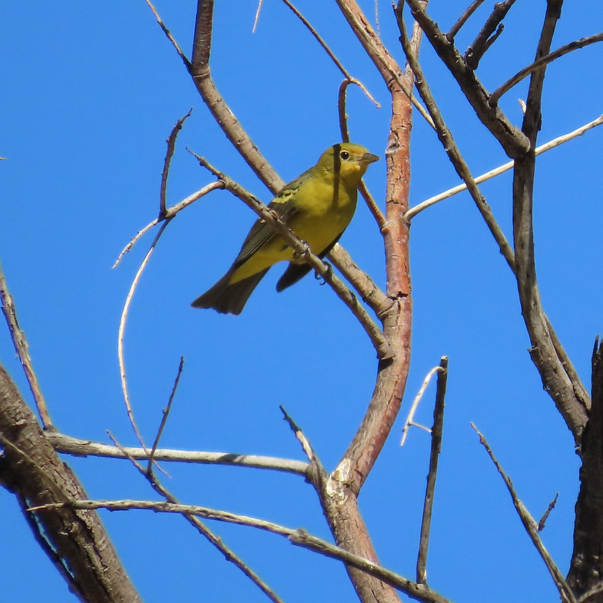 Western Tanager - ML623883353