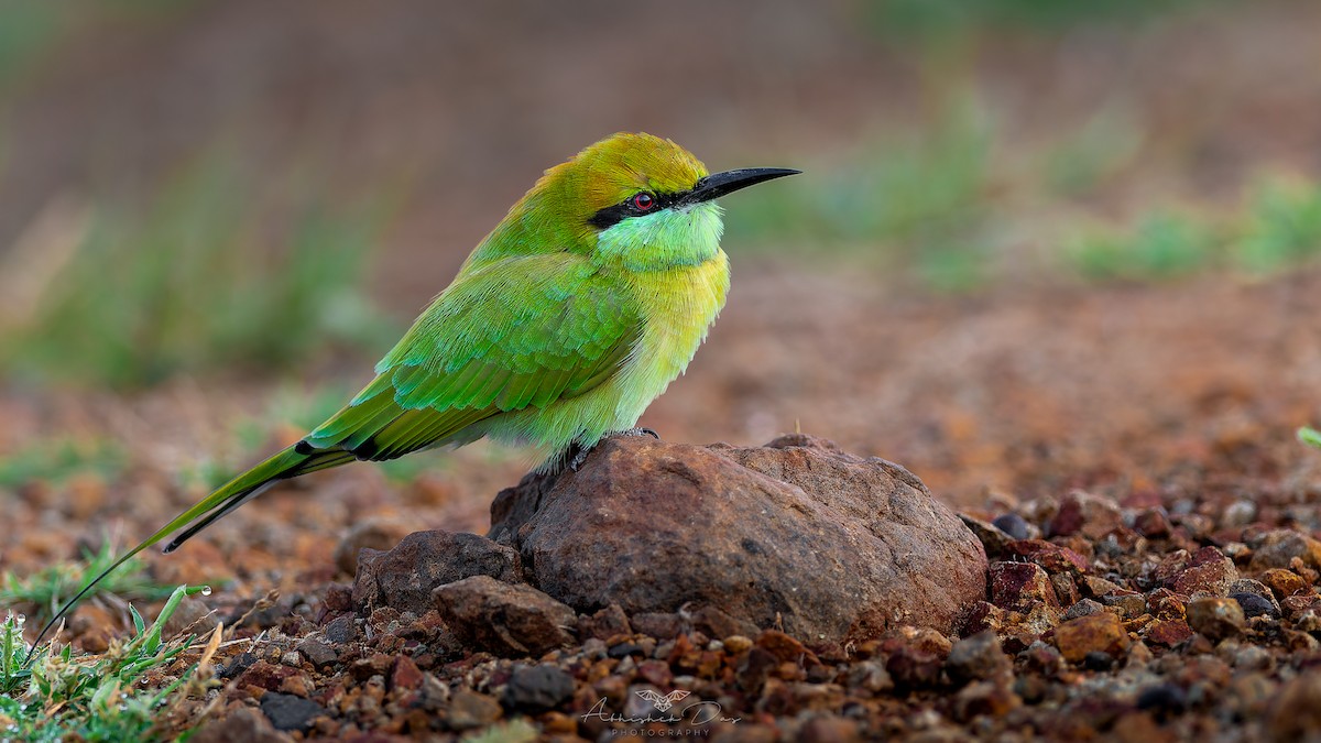 Asya Yeşil Arıkuşu - ML623883354