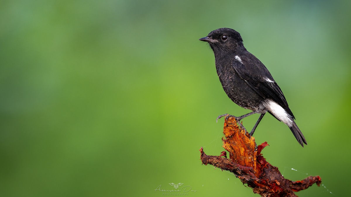 Tarabilla Pía - ML623883356