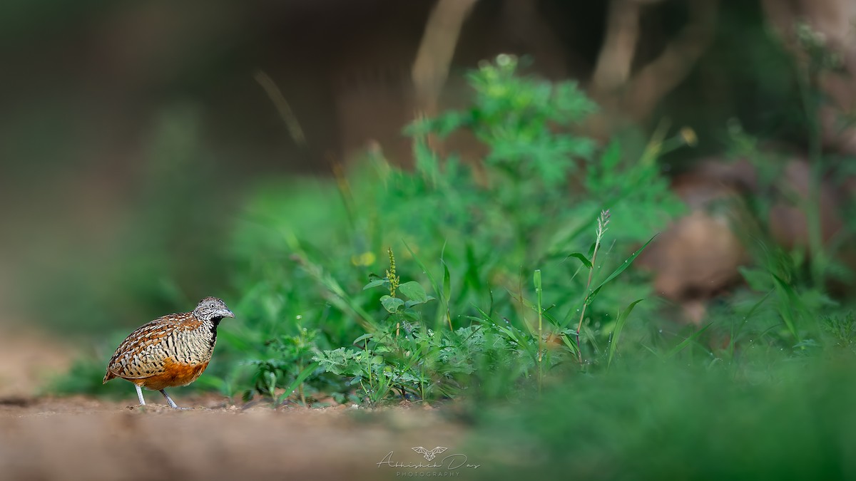 棕三趾鶉 - ML623883368