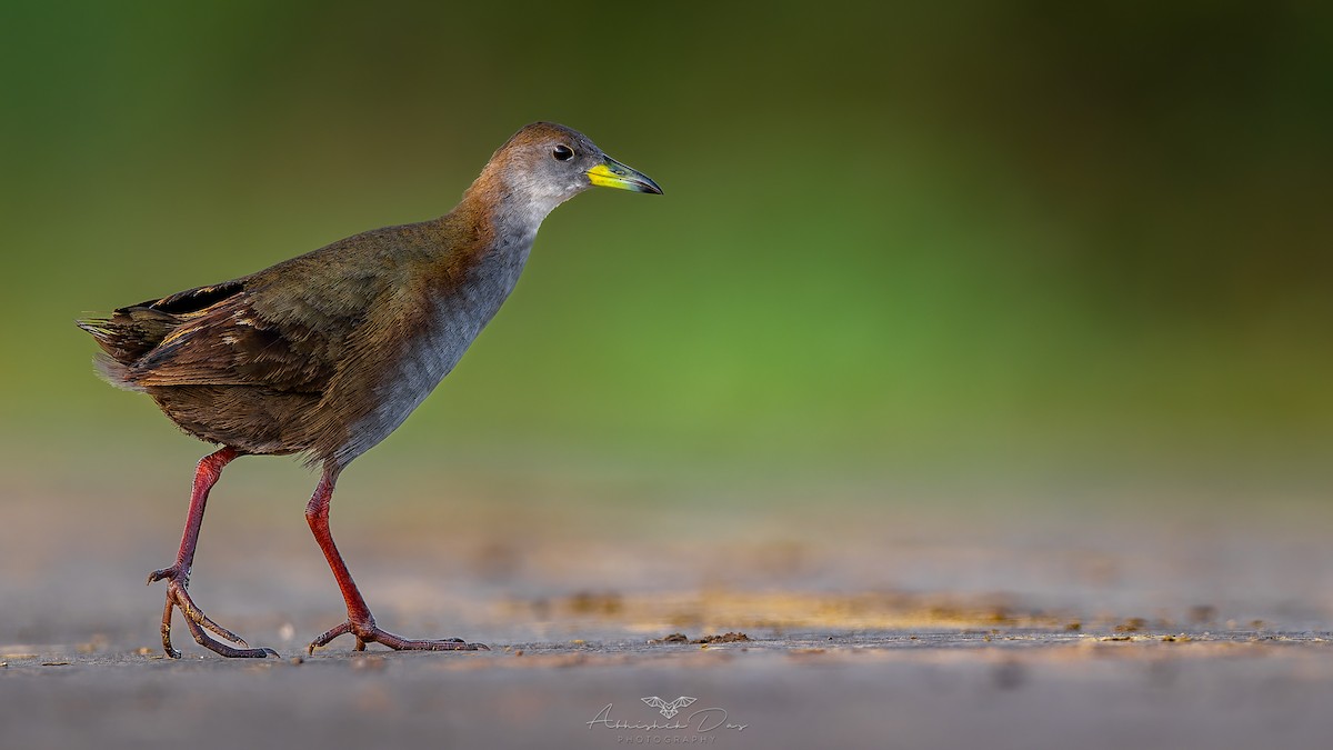 Brown Crake - ML623883371