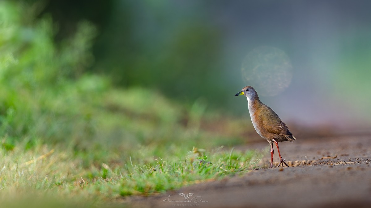 Brown Crake - Abhishek Das