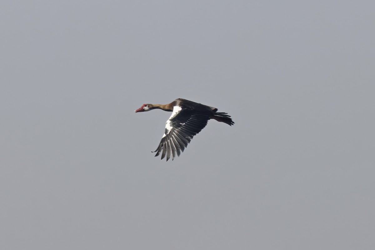 Spur-winged Goose - ML623883375