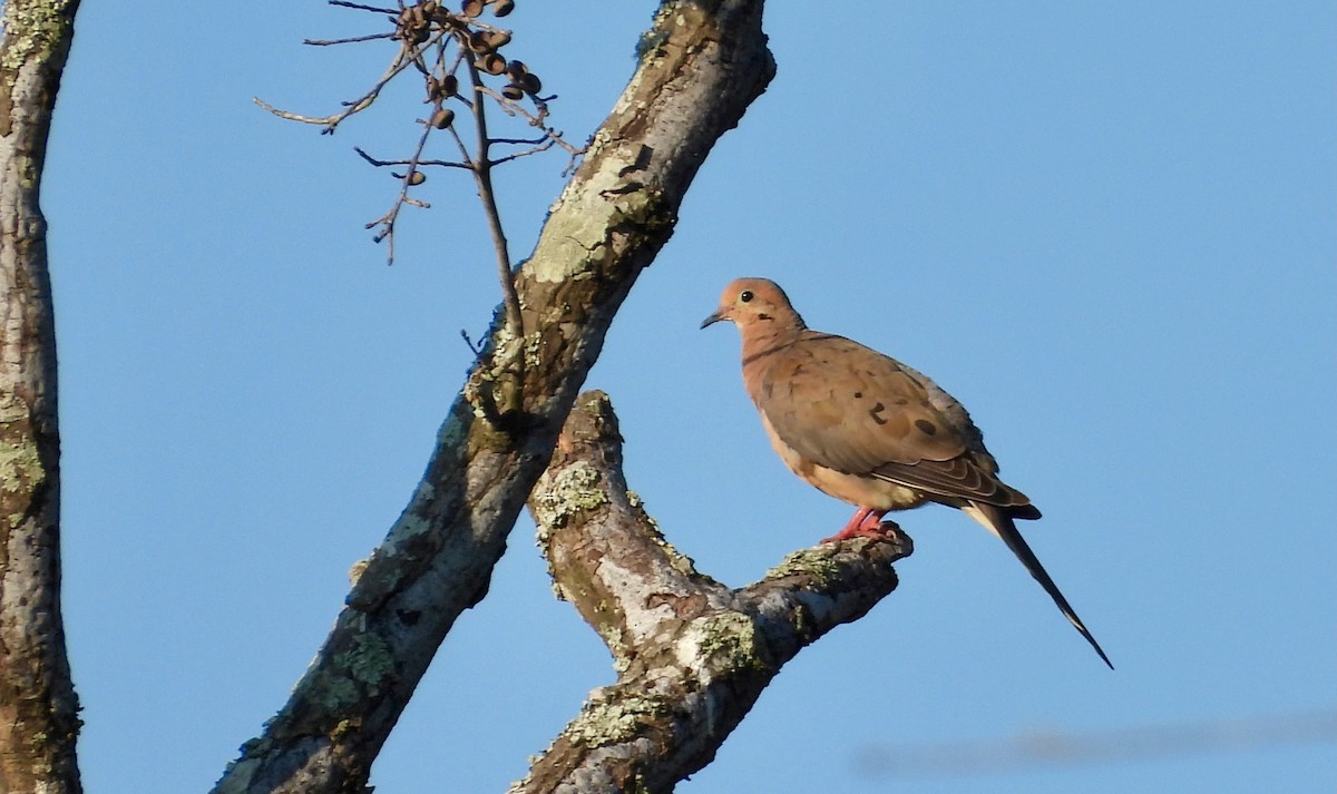 Mourning Dove - ML623883382