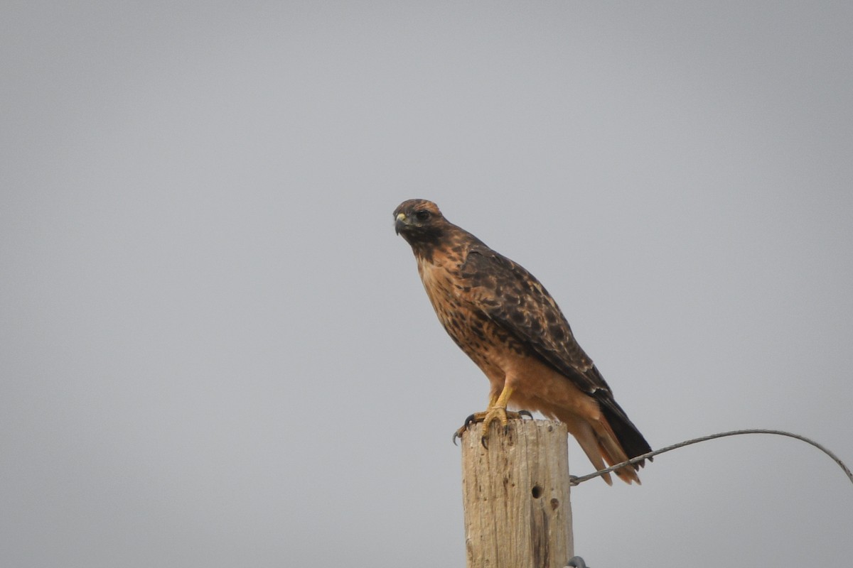 Red-tailed Hawk (calurus/alascensis) - ML623883385