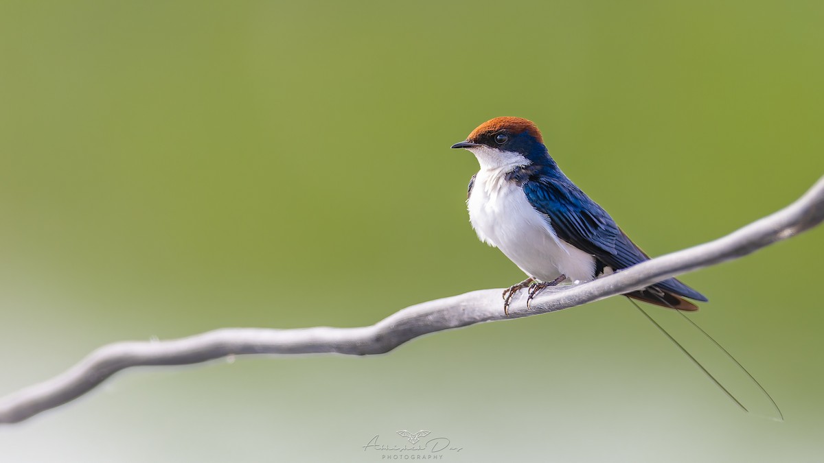 Golondrina Colilarga - ML623883402