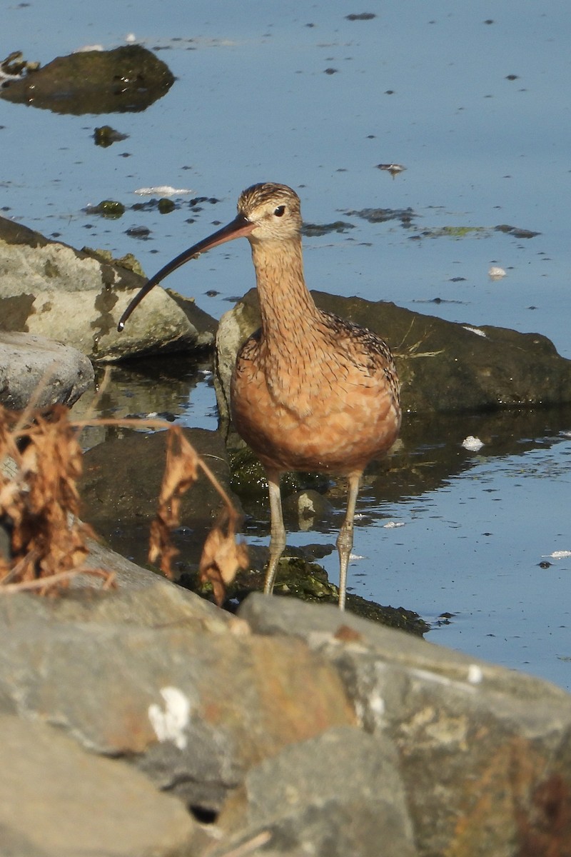 Rostbrachvogel - ML623883404