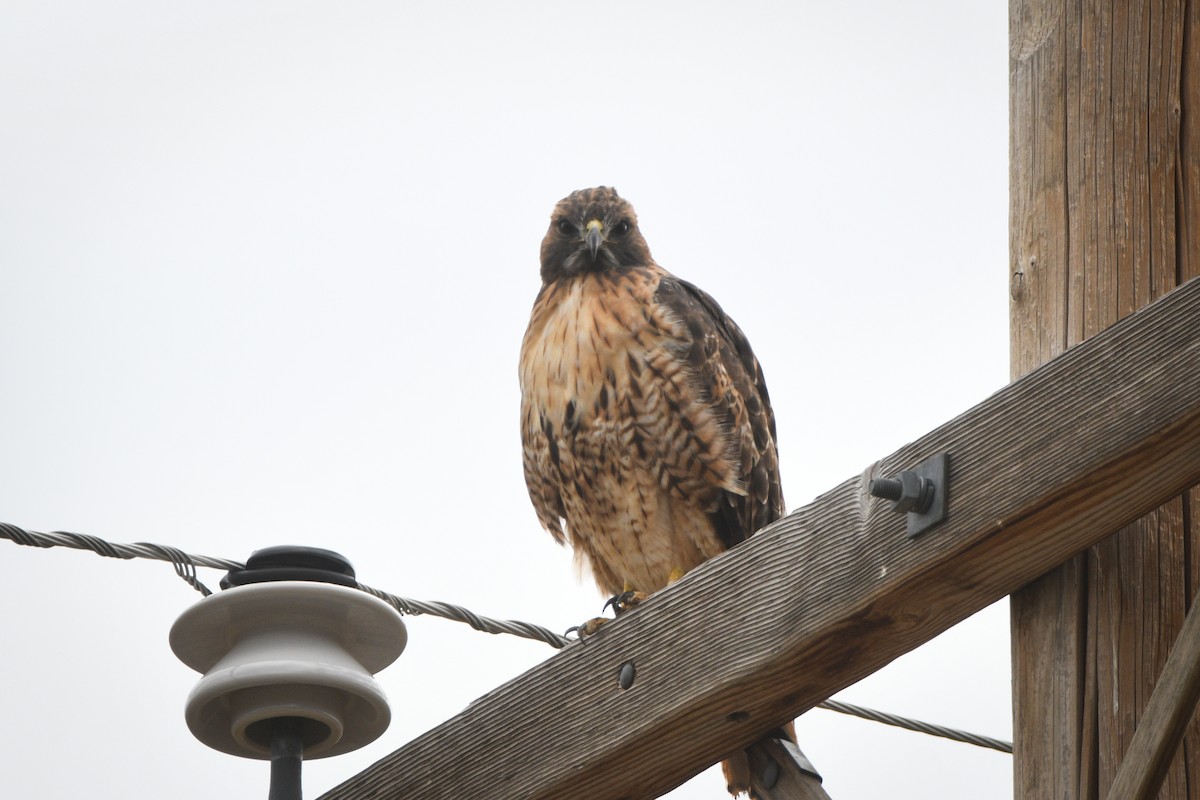 Red-tailed Hawk (calurus/alascensis) - ML623883406