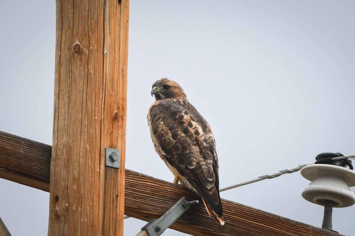 Red-tailed Hawk (calurus/alascensis) - ML623883407