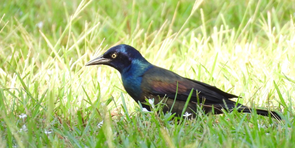 Common Grackle - Karen Goodger