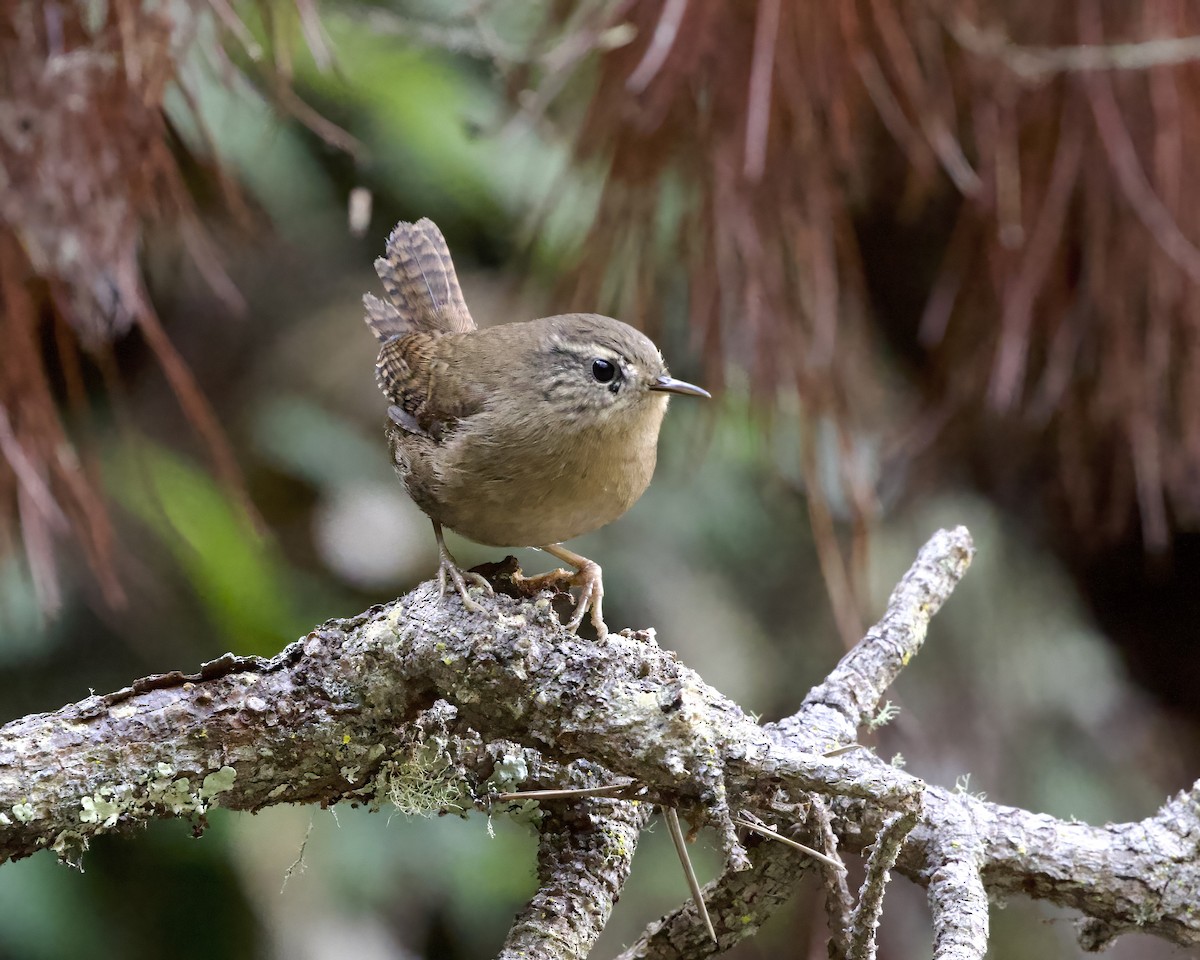 Pacific Wren - ML623883415