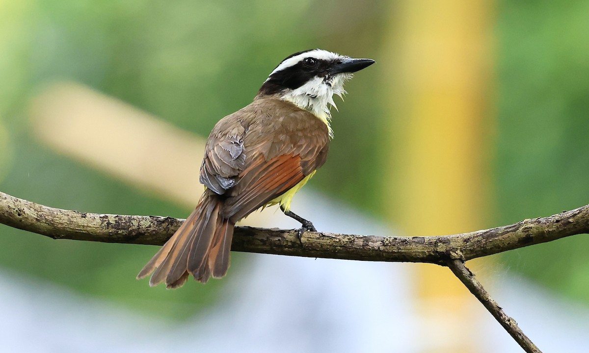 Great Kiskadee - ML623883418