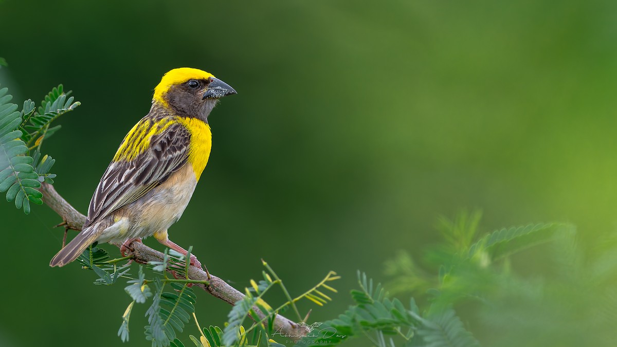 Baya Weaver - ML623883425