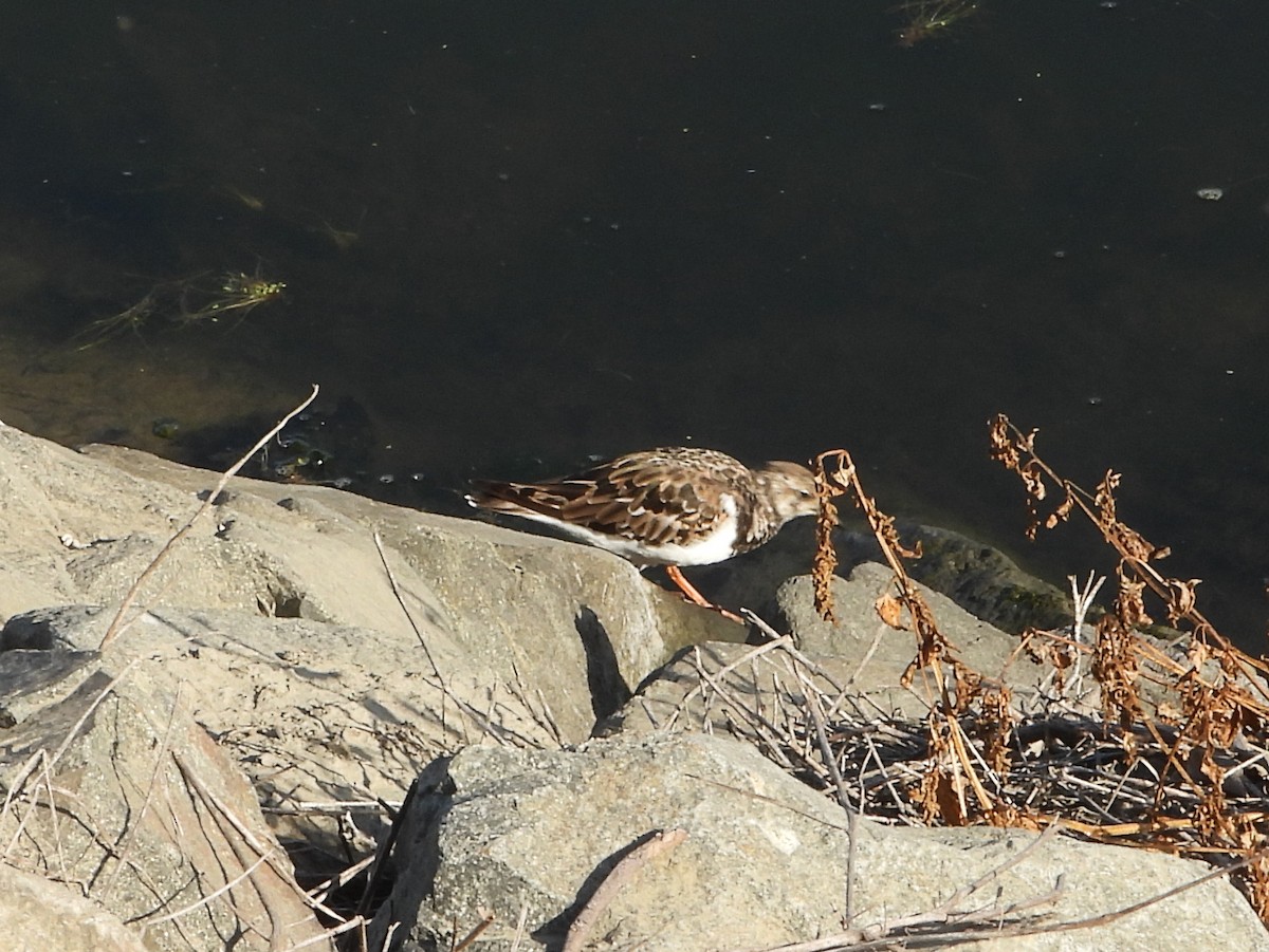 Ruddy Turnstone - ML623883430