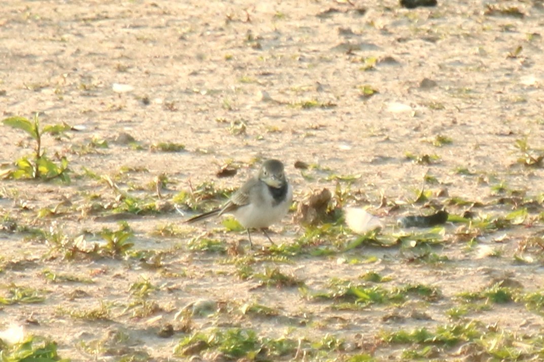 White Wagtail - ML623883435