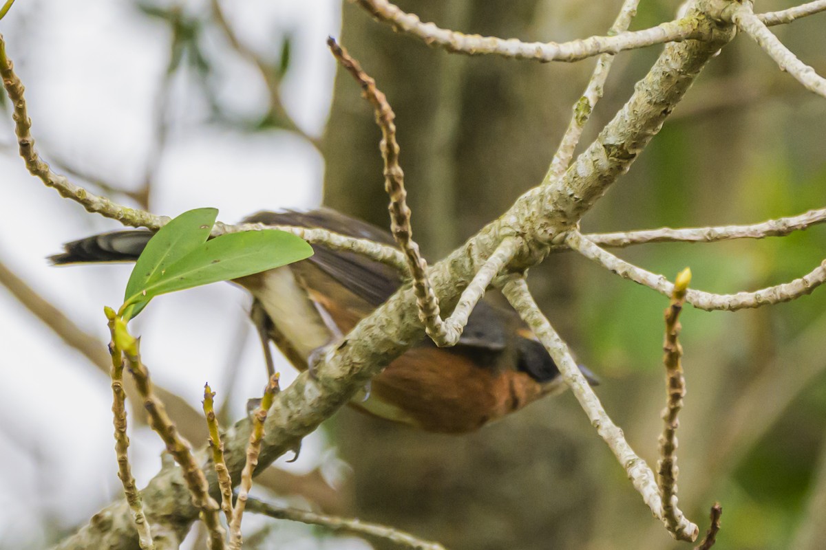 Black-and-rufous Warbling Finch - ML623883437