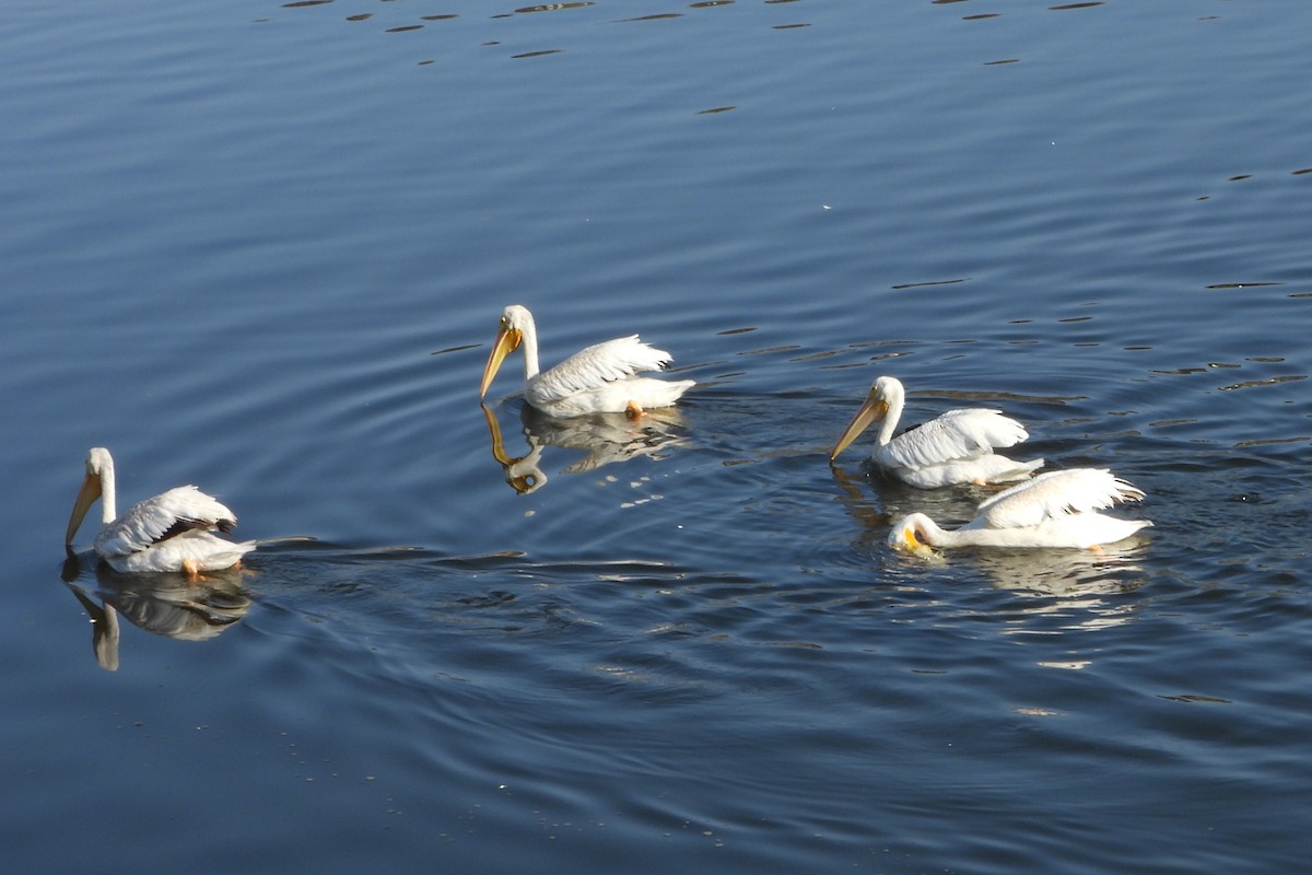 American White Pelican - Doug Lithgow