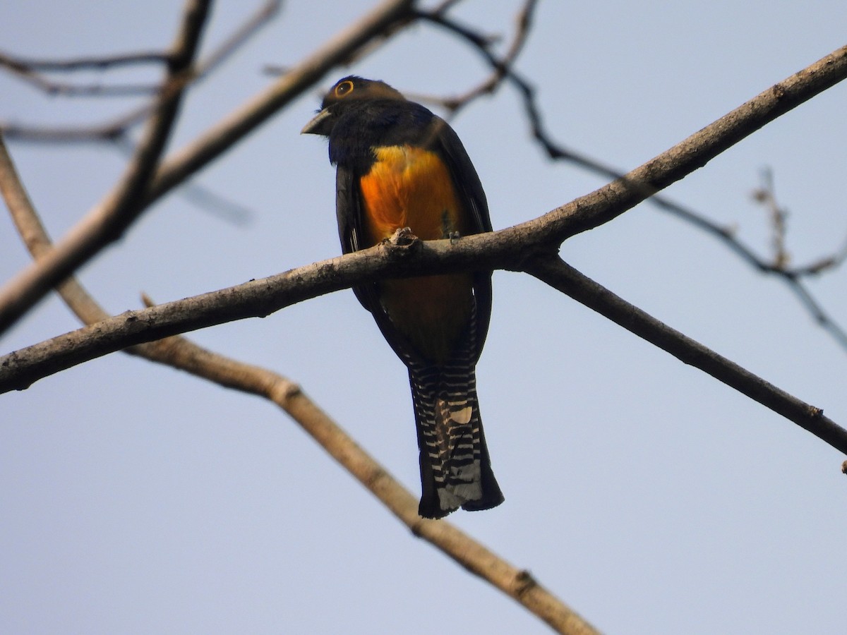 Guianan Trogon - ML623883454
