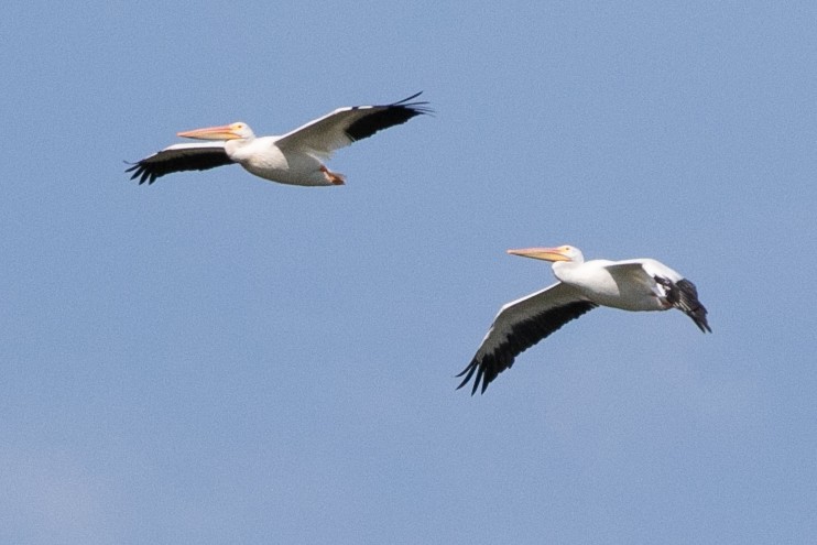 American White Pelican - ML623883469