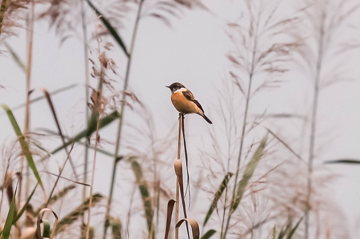 Amur Stonechat - J Higgott