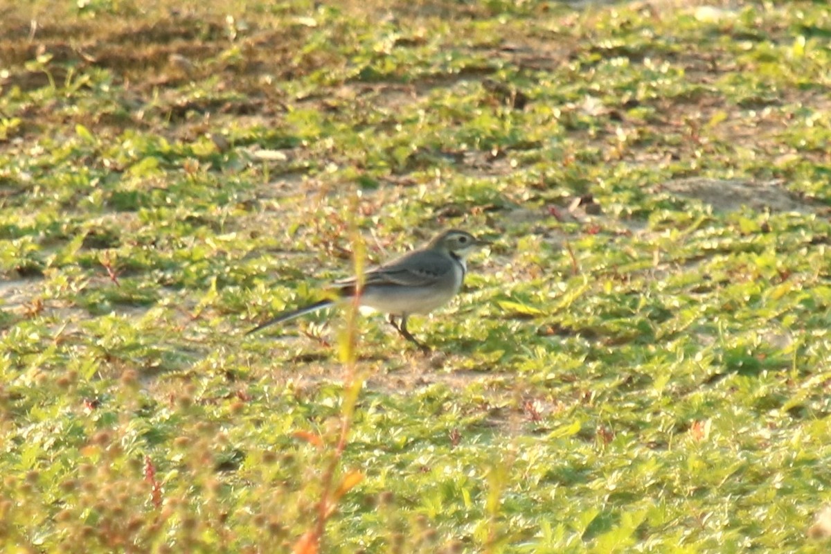 White Wagtail - ML623883473