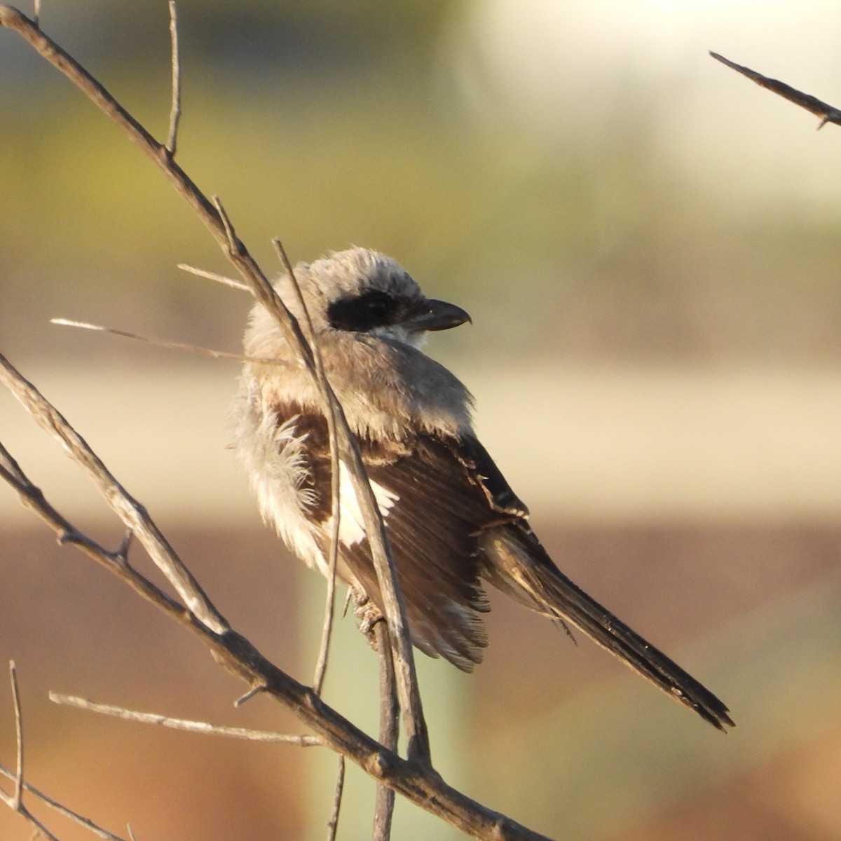 Loggerhead Shrike - Doug Lithgow