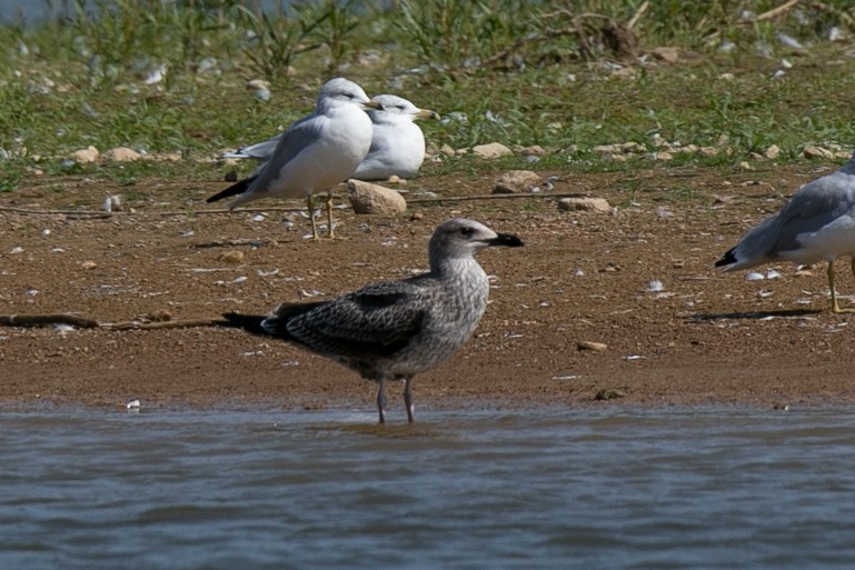 小黑背鷗 - ML623883480