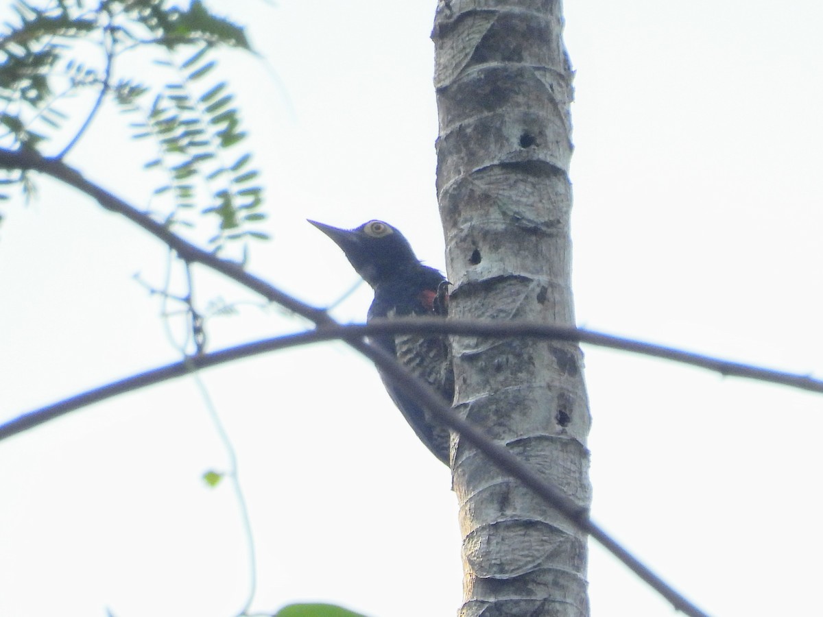 Yellow-tufted Woodpecker - ML623883483