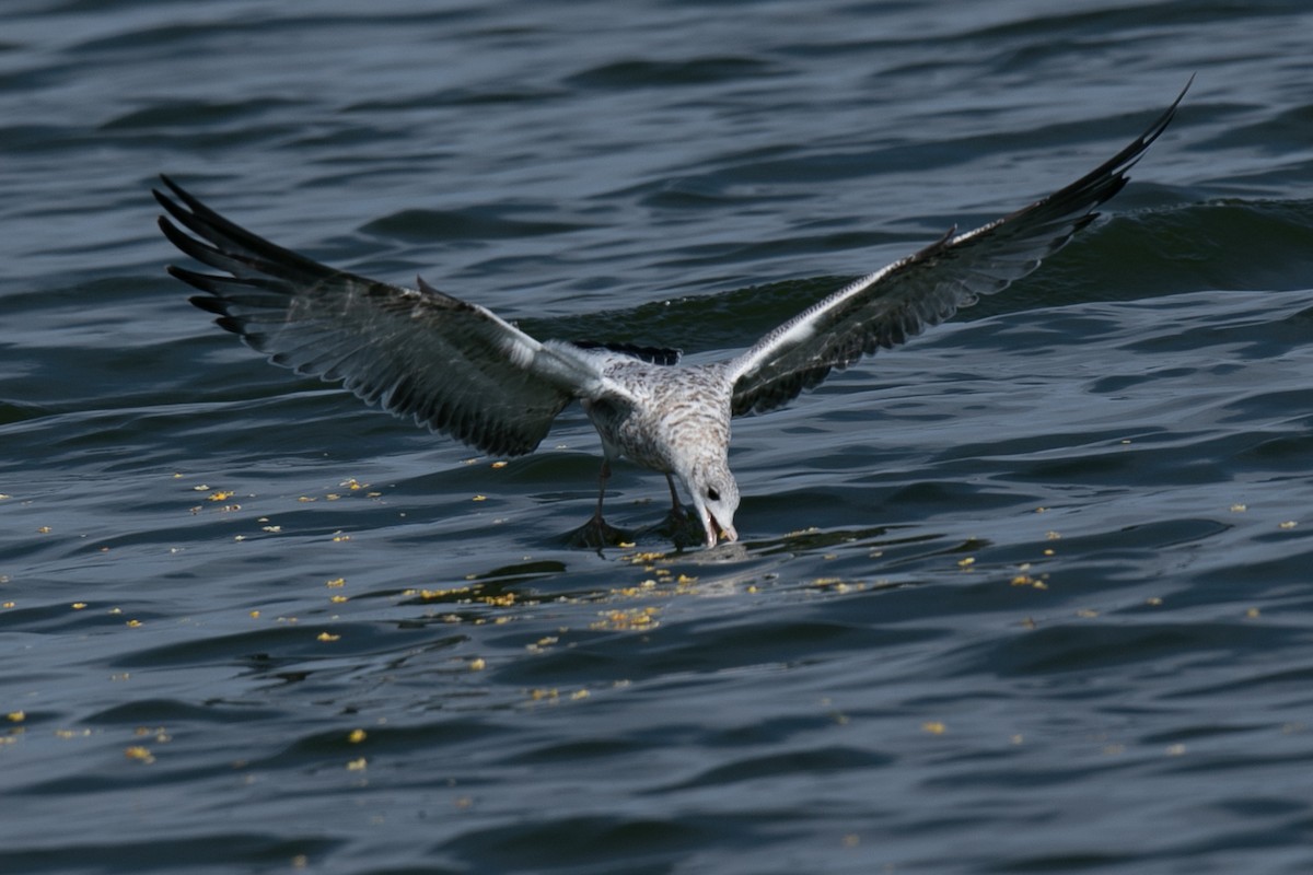 Ring-billed Gull - ML623883485