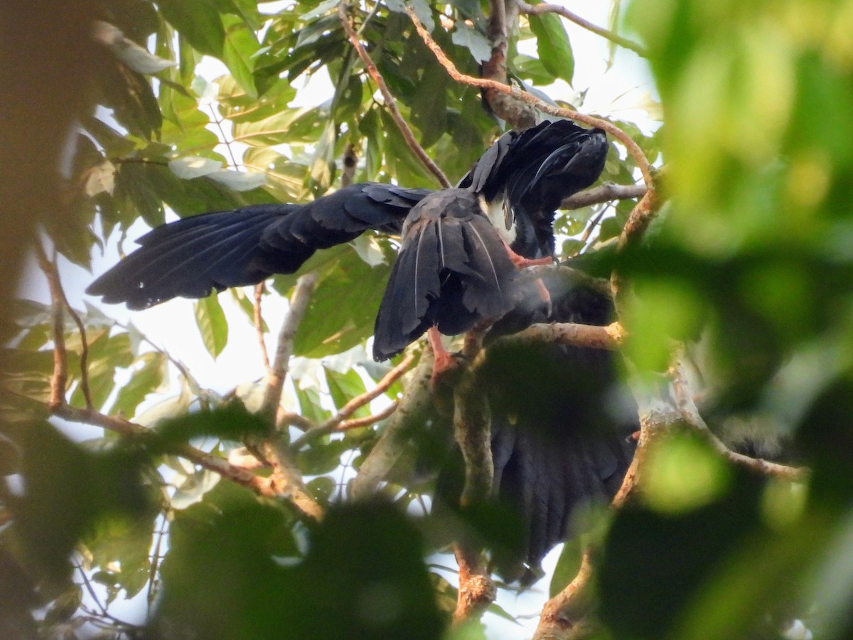 Red-throated Caracara - ML623883499