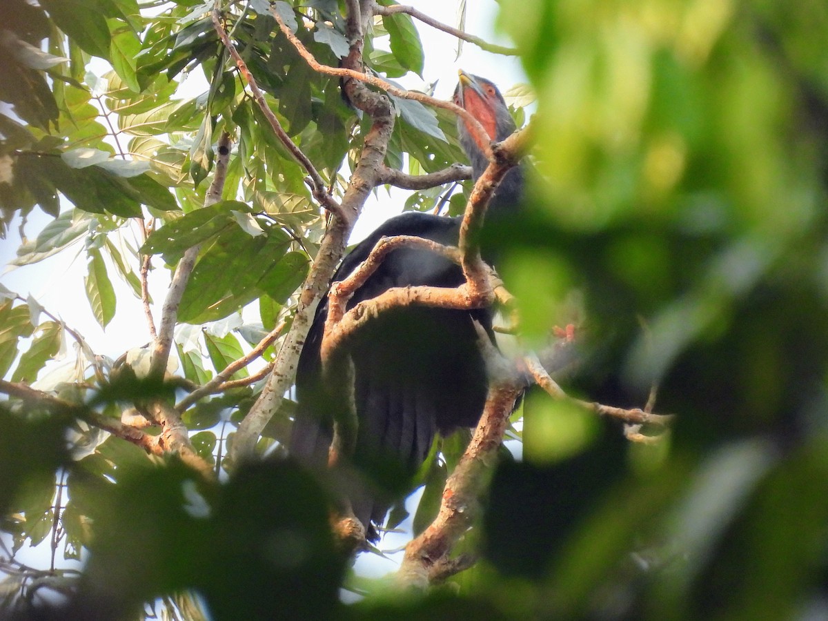 Red-throated Caracara - ML623883501