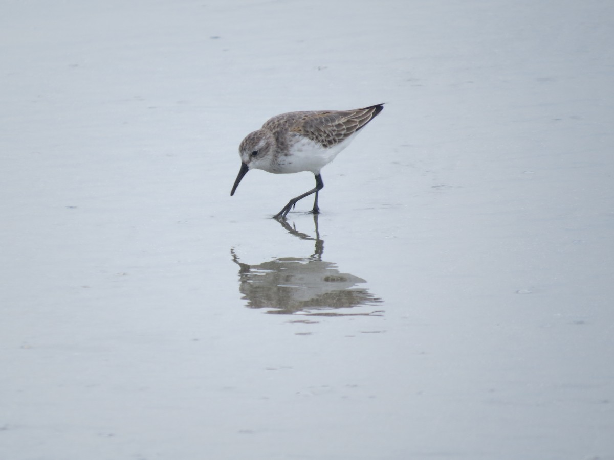 Western Sandpiper - Ethan Maynard