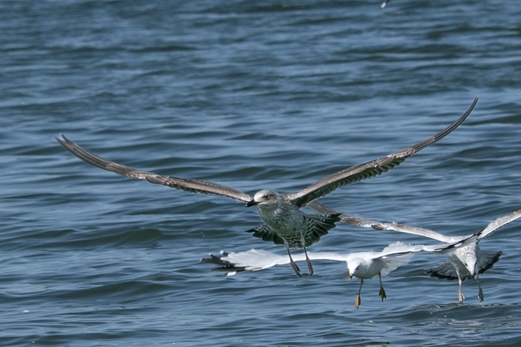 Lesser Black-backed Gull - ML623883528