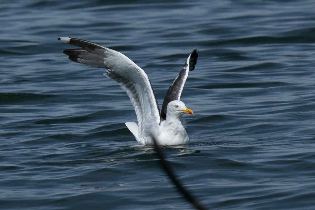 Lesser Black-backed Gull - ML623883533