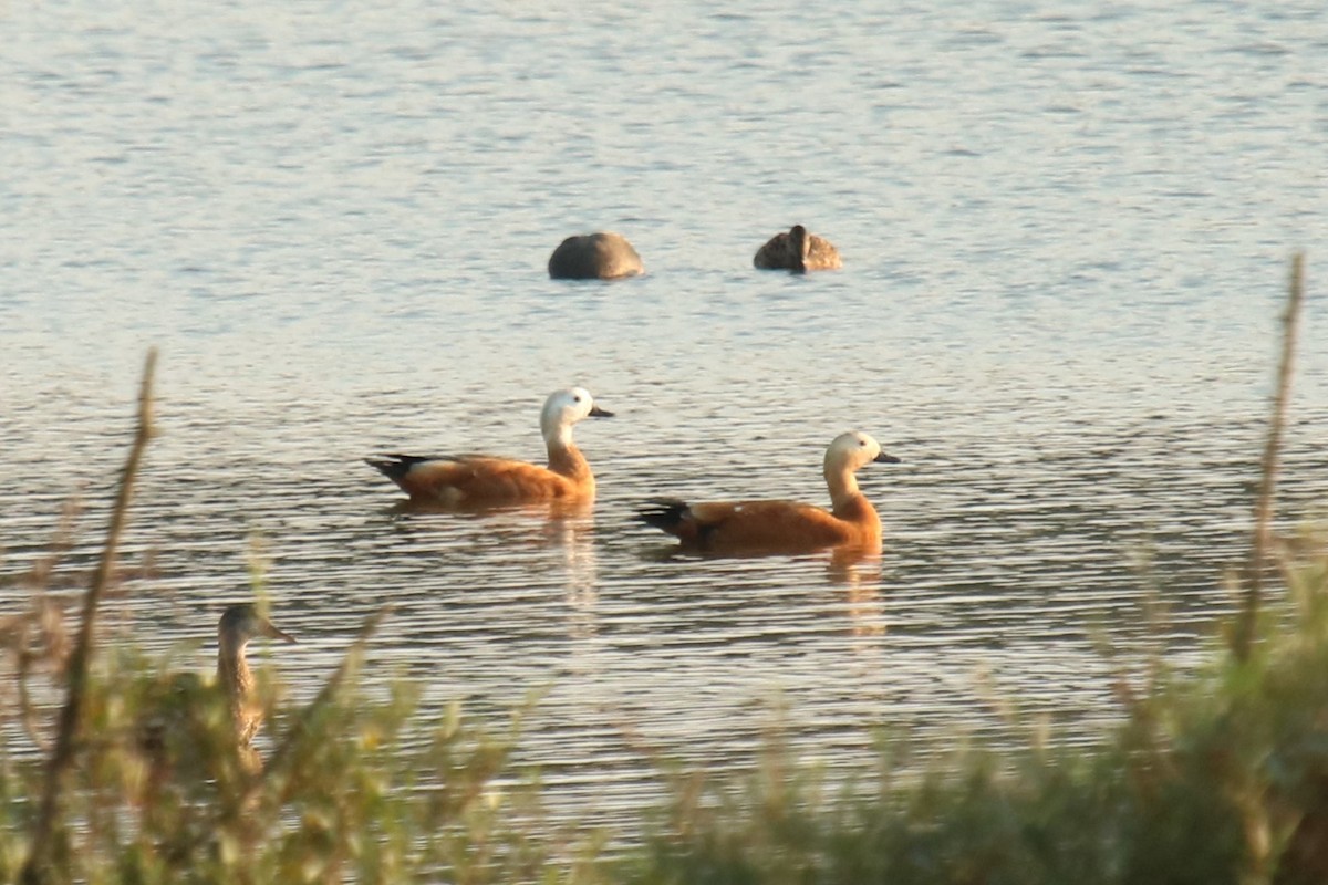 Ruddy Shelduck - Jan Roedolf