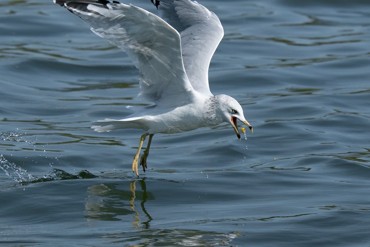 Ring-billed Gull - ML623883539