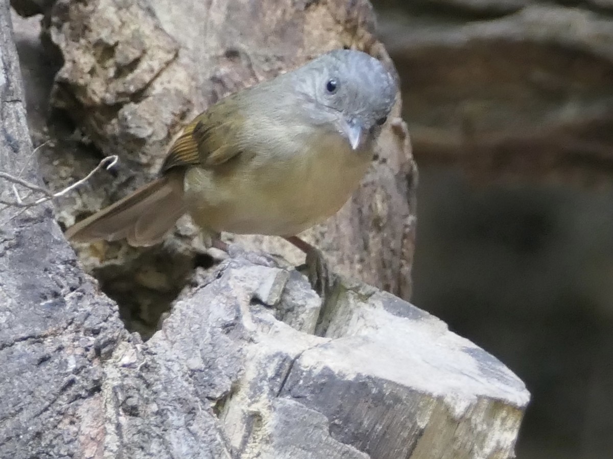 Brown-cheeked Fulvetta - ML623883566