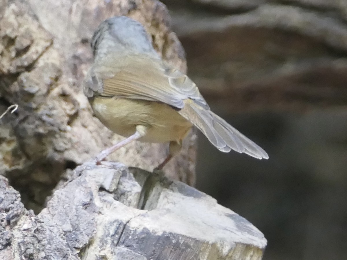 Brown-cheeked Fulvetta - ML623883567