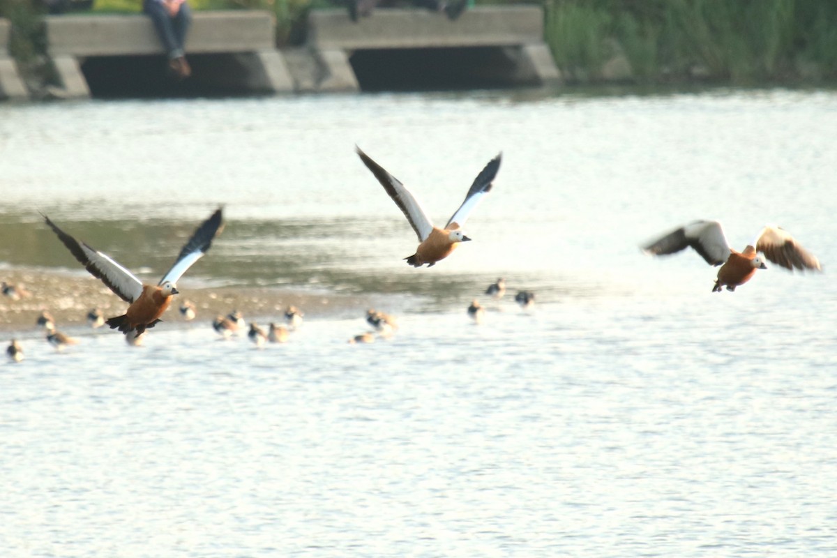 Ruddy Shelduck - ML623883576