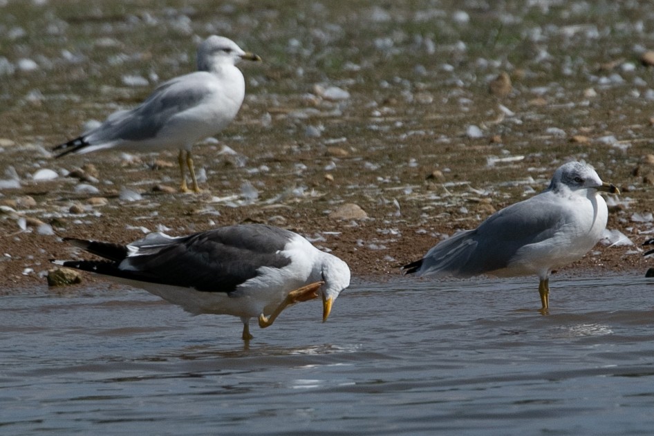 小黑背鷗 - ML623883585